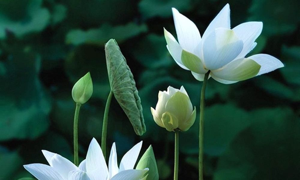 Đặc điểm hoa sen trắng