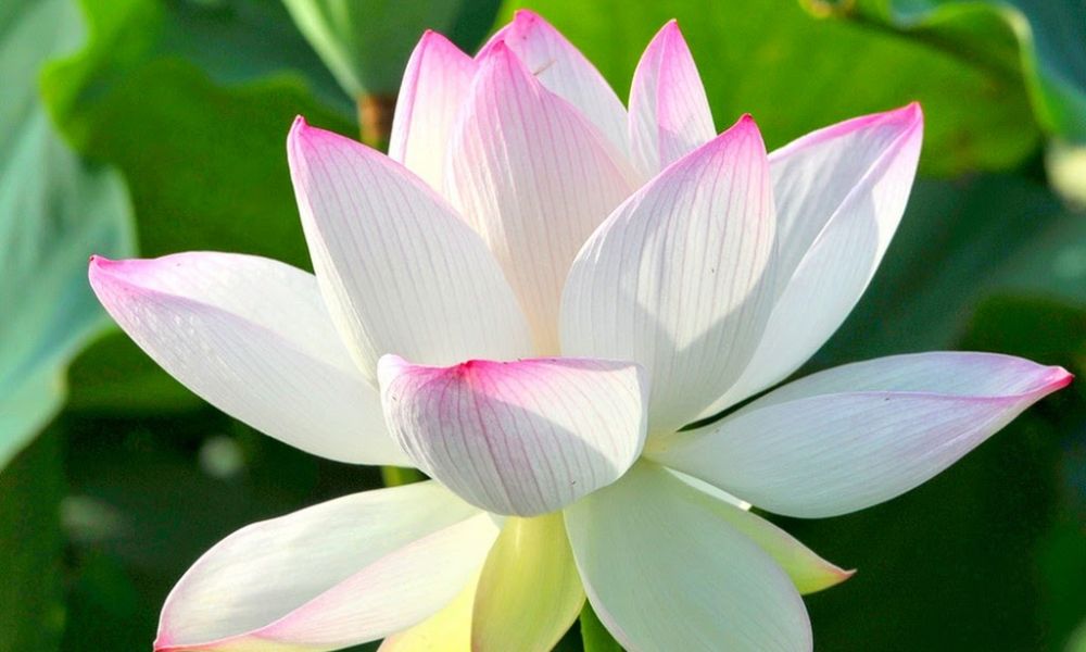 Ý nghĩa hoa sen trắng