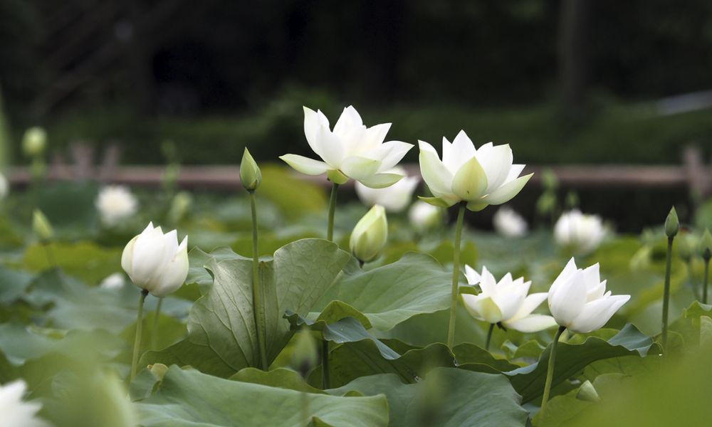 Chăm sóc hoa sen trắng