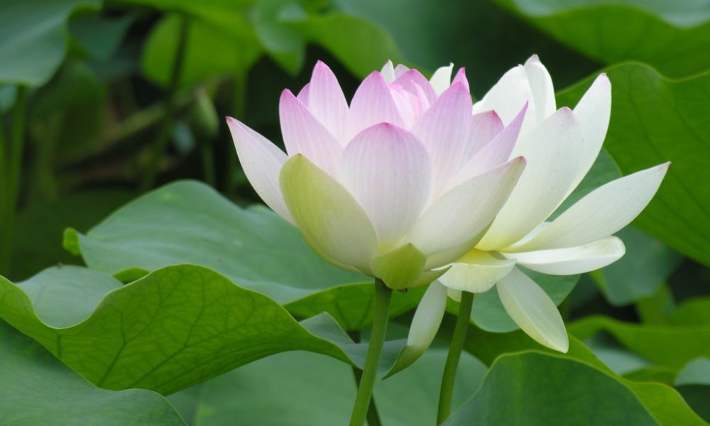 Vẻ đẹp hoa sen trắng