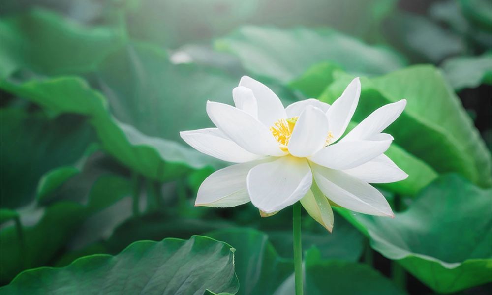 Hoa sen trắng thanh cao