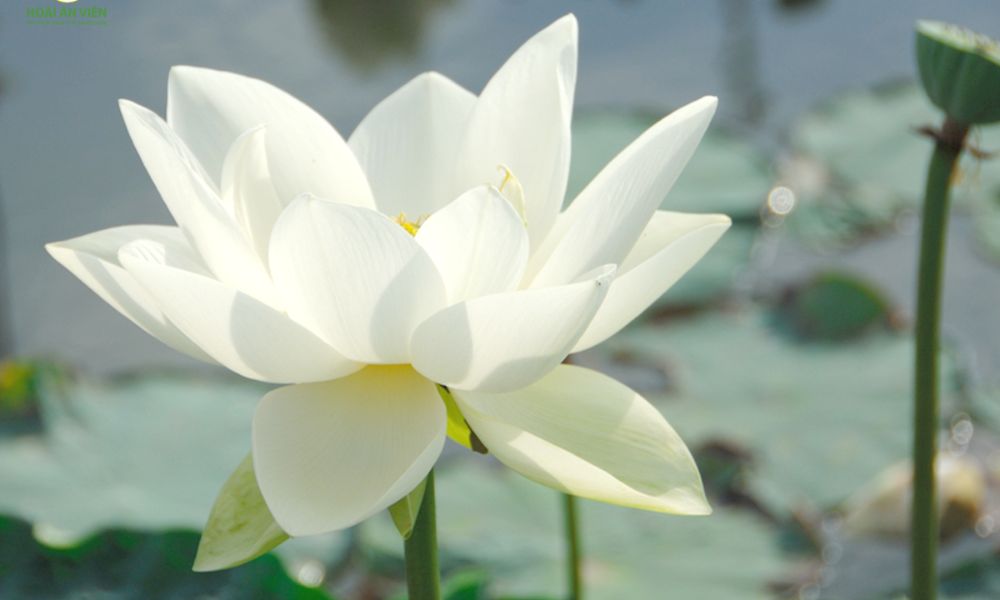 Cánh sen trắng nhẹ nhàng