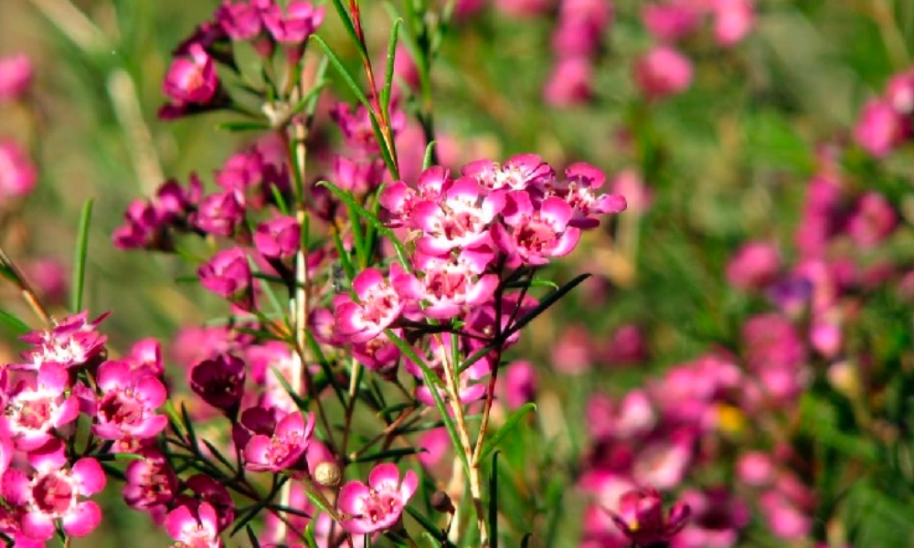 Hoa thanh liễu thích hợp khí hậu ôn đới