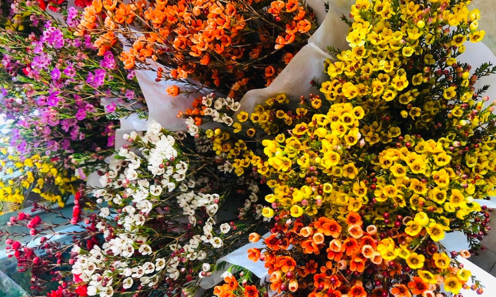 Hoa thanh liễu nhiều màu sắc