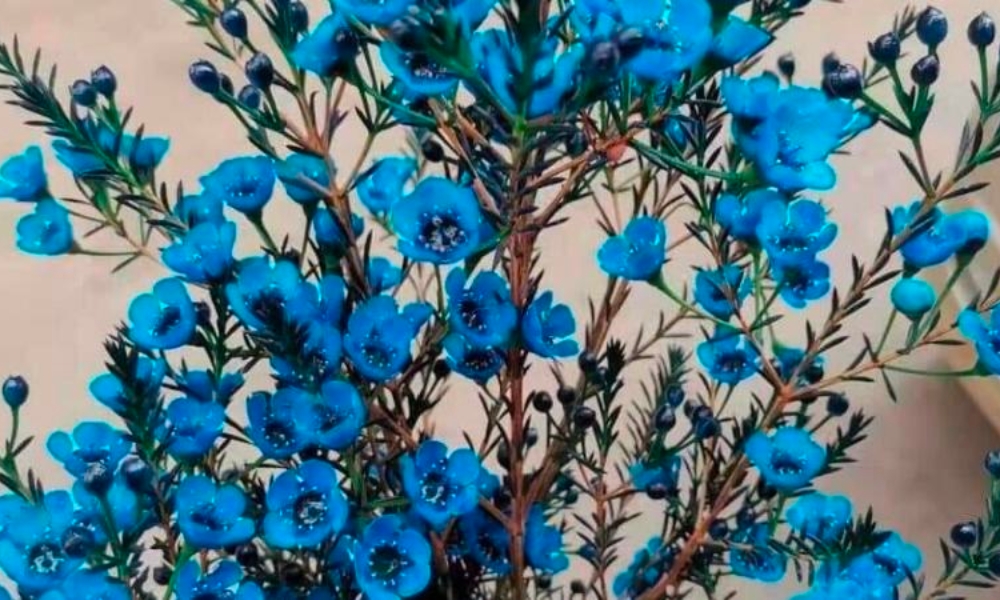 Hoa thanh liễu màu xanh