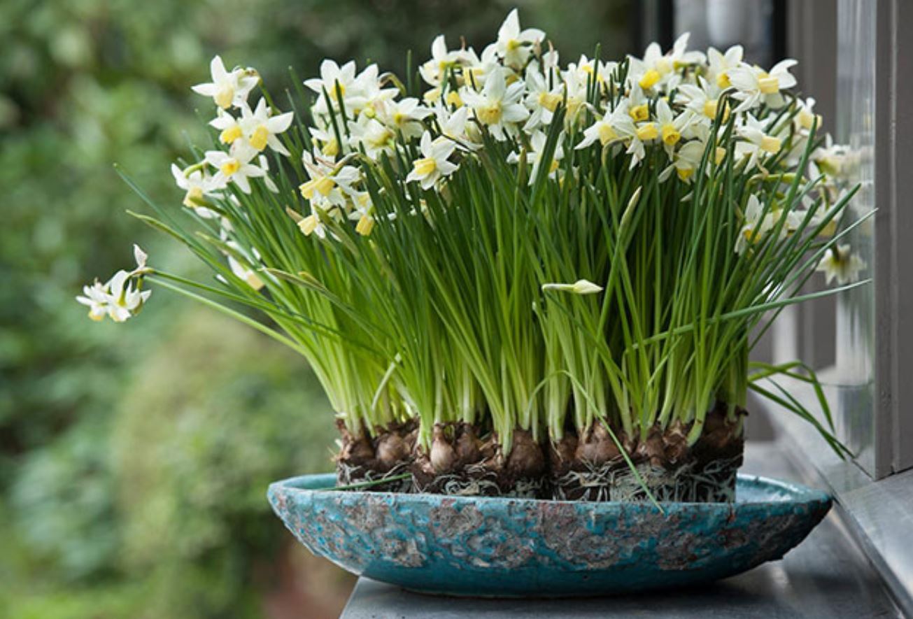 Hoa thủy tiên với nhiều màu sắc và ý nghĩa khác nhau