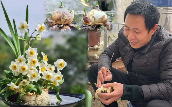 Kỹ thuật gọt củ hoa thủy tiên