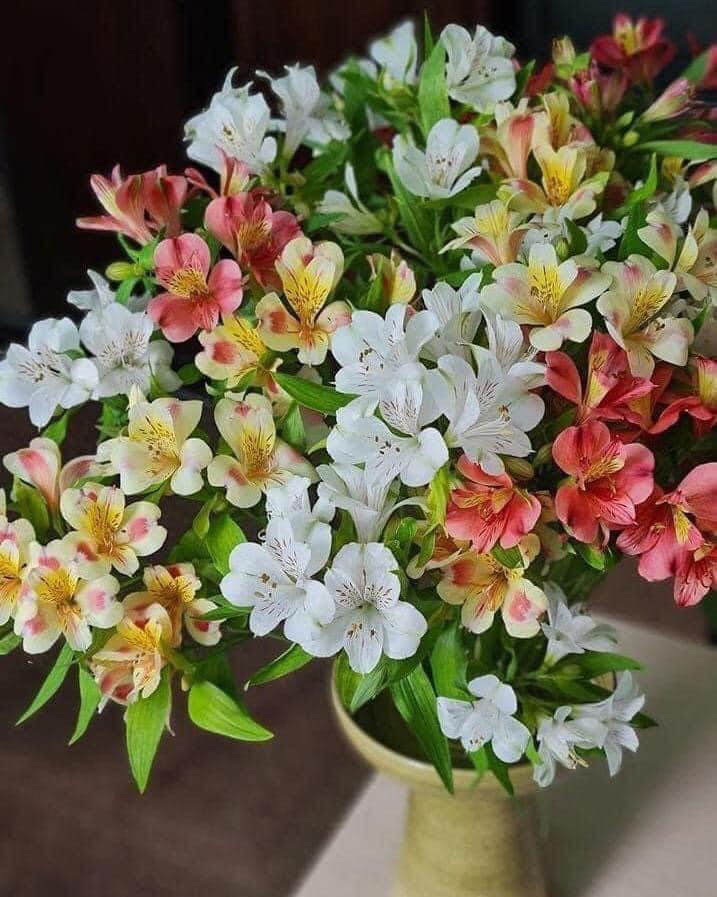 Hoa thủy tiên thường được trưng trong nhà dịp lễ Tết