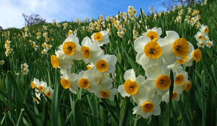 Hoa thủy tiên dễ trồng và dễ chăm sóc