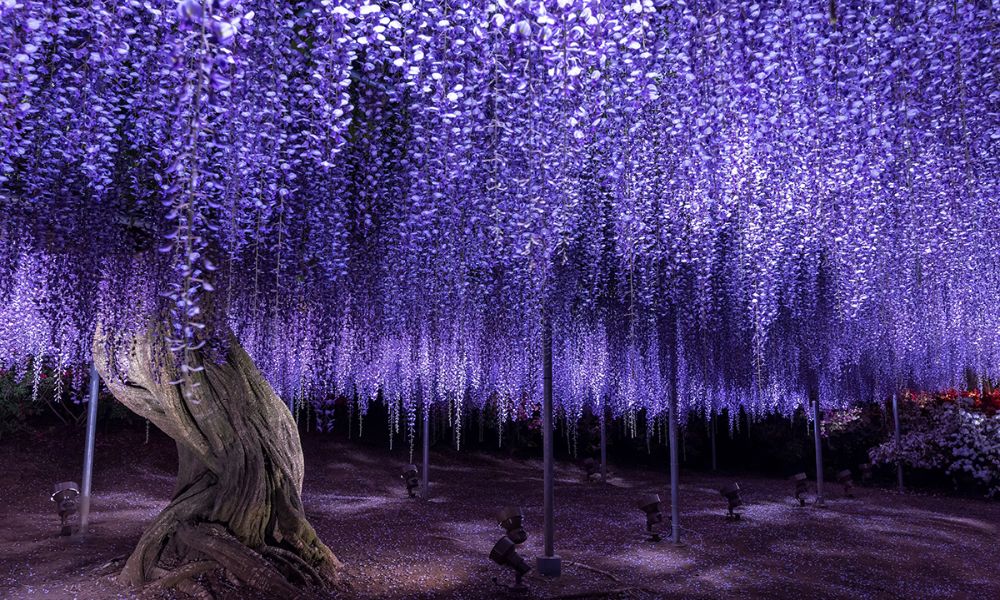 Hoa tử đằng là hoa gì