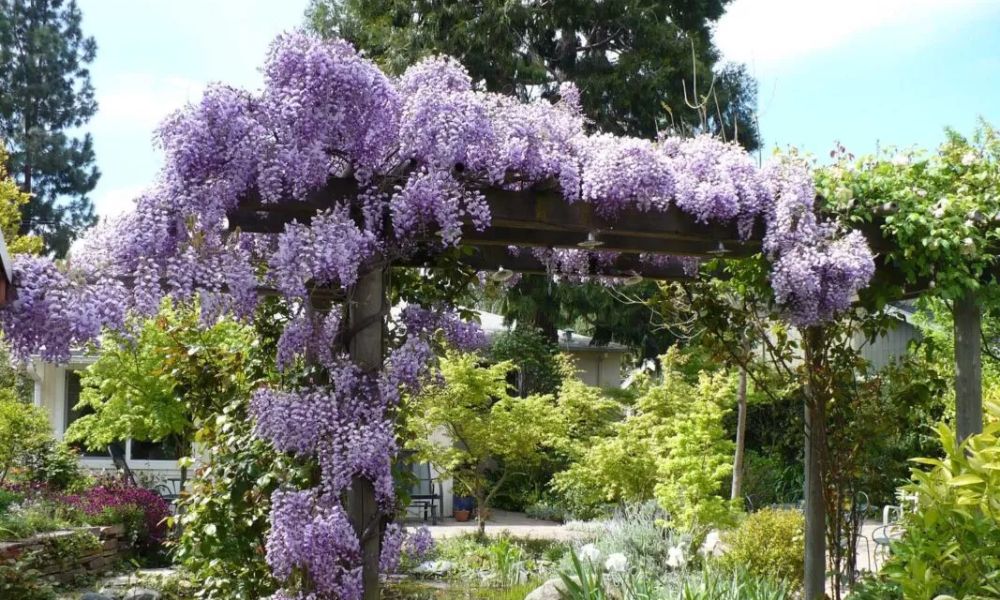 Cách trồng hoa tử đằng