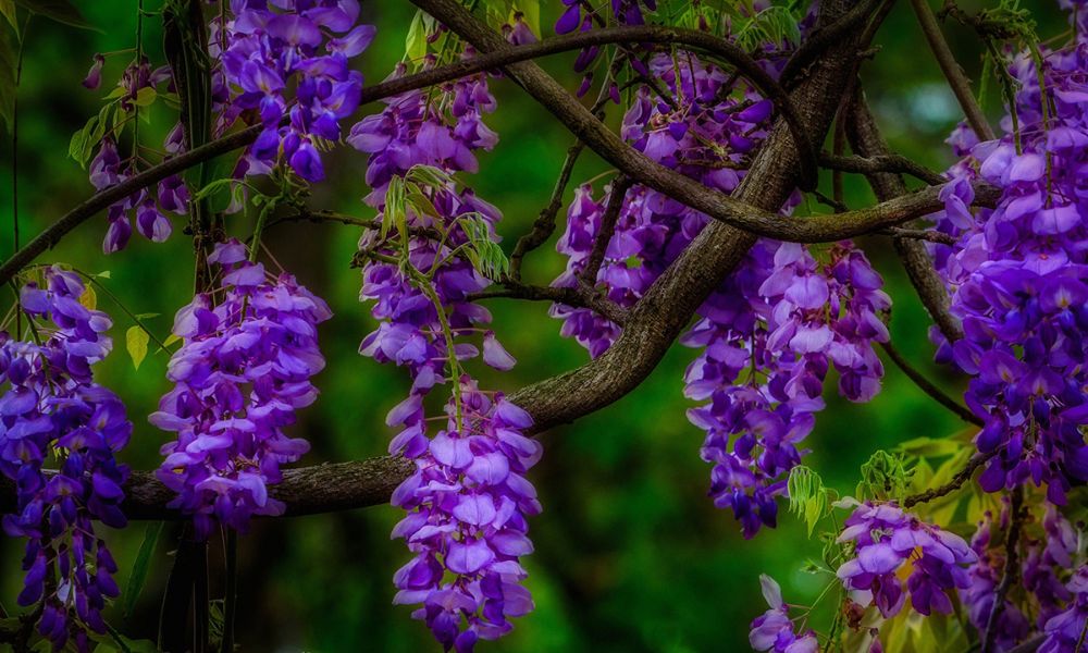 Hoa tử đằng tím