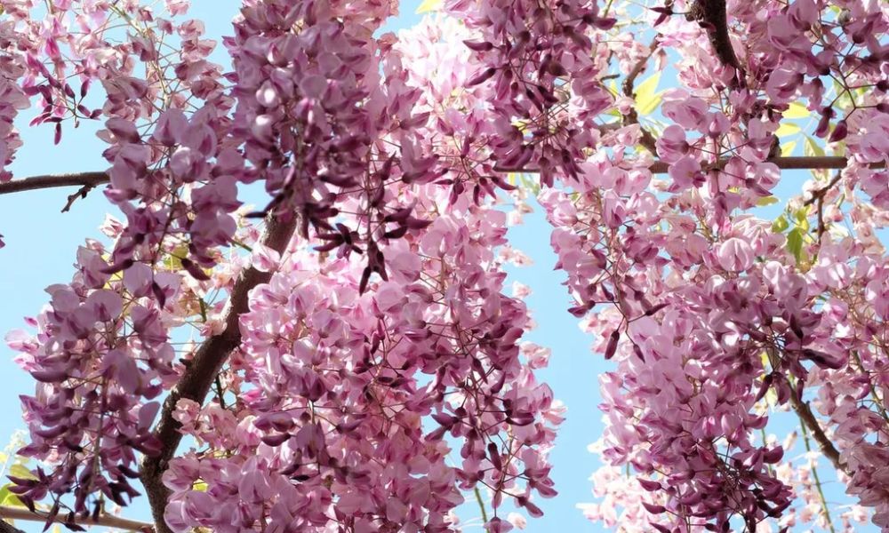 Hoa tử đằng hồng