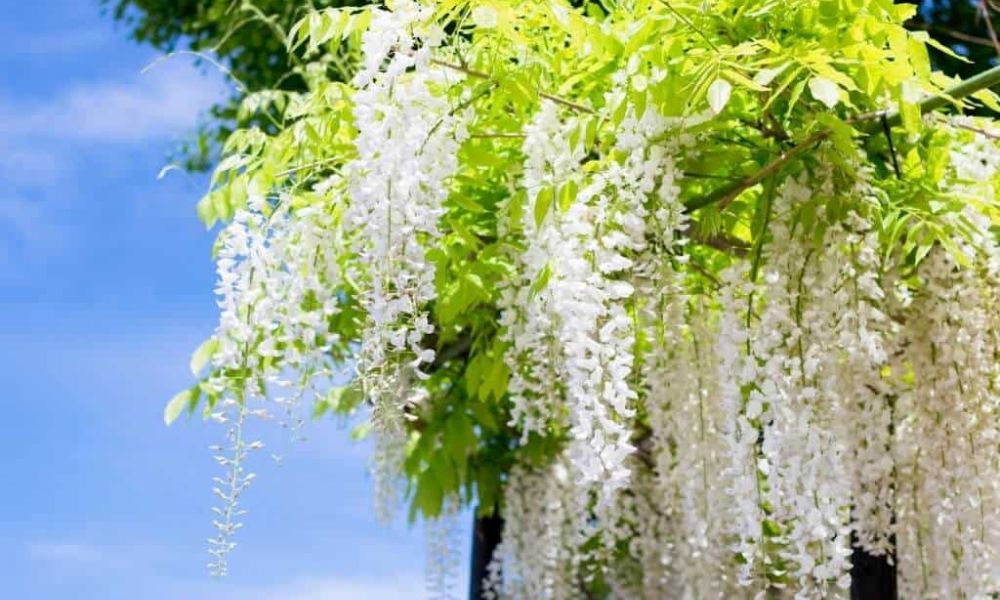 Hoa tử đằng trắng