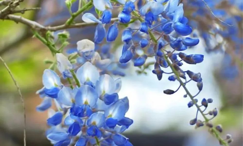 Hoa tử đằng xanh