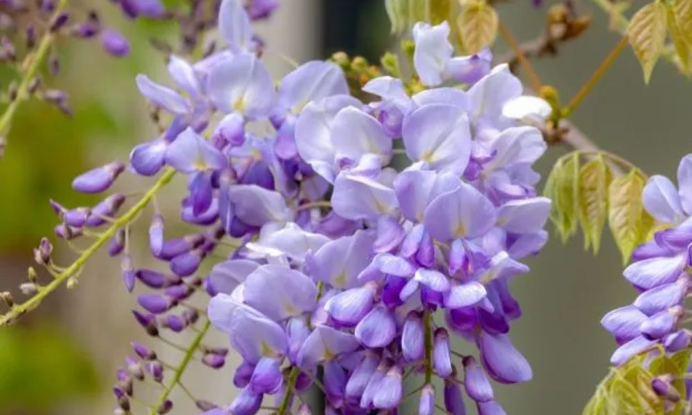 Tử đằng Trung Quốc