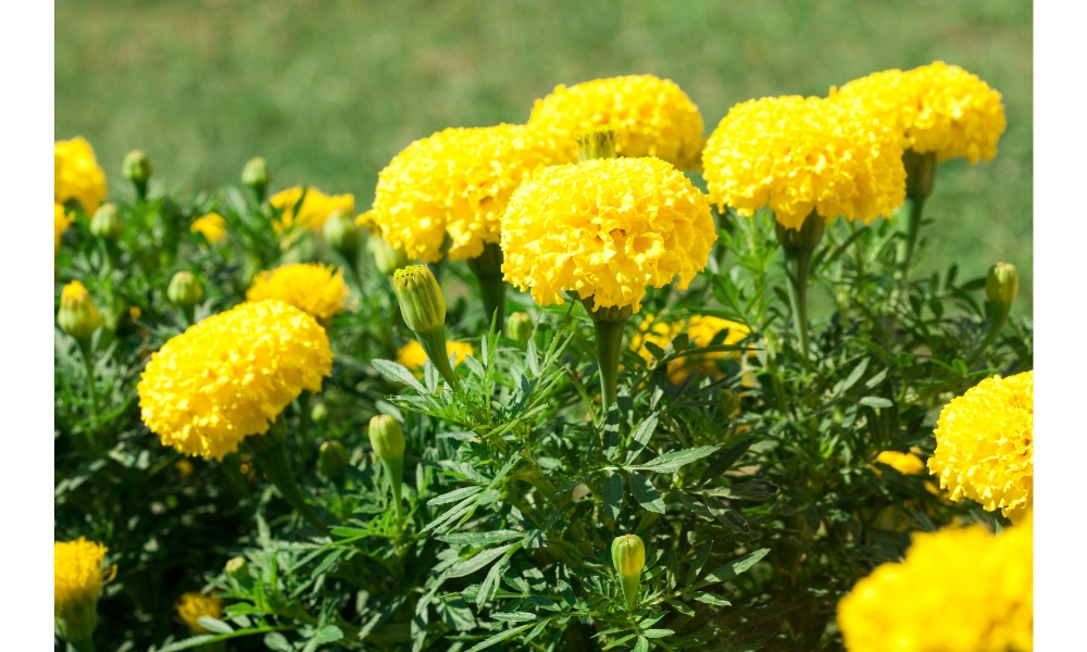 Hoa cúc vạn thọ nhiều cánh