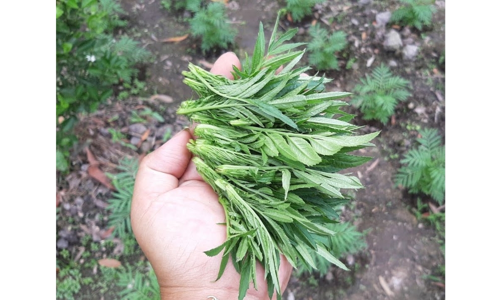 Bấm ngọn vạn thọ