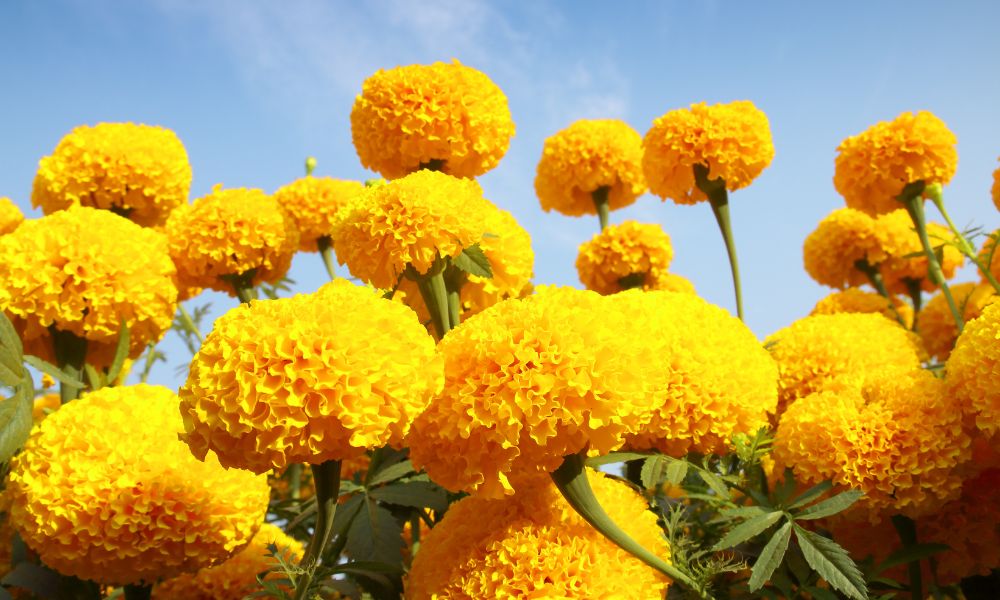 Hoa vạn thọ vàng