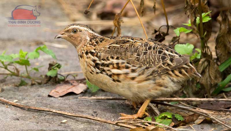 Các loại chim cút