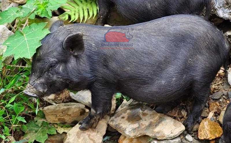 Lợn mán thả rông vùng núi