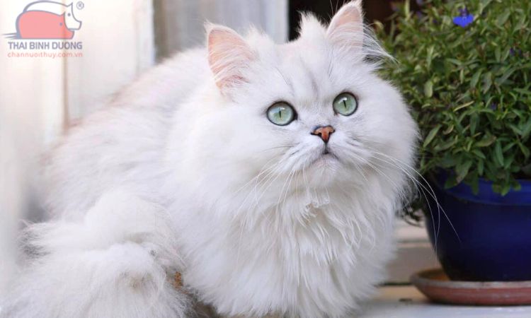 Mèo Ba Tư lông trắng