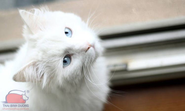 Đặc điểm mèo trắng mắt xanh