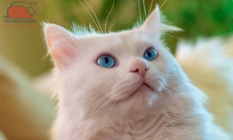 Bệnh thường gặp ở mèo trắng mắt xanh