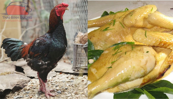 Món ngon từ gà Hồ