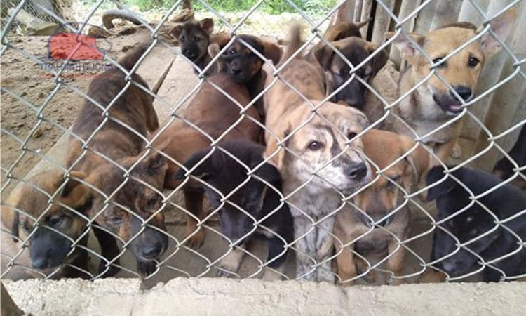 Kỹ thuật nuôi chó thịt