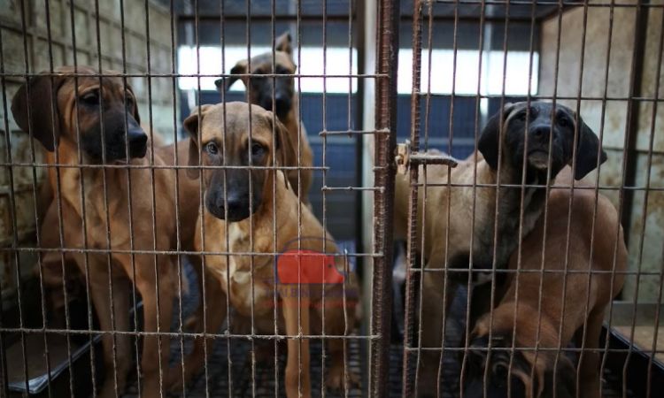 Mô hình nuôi chó thịt