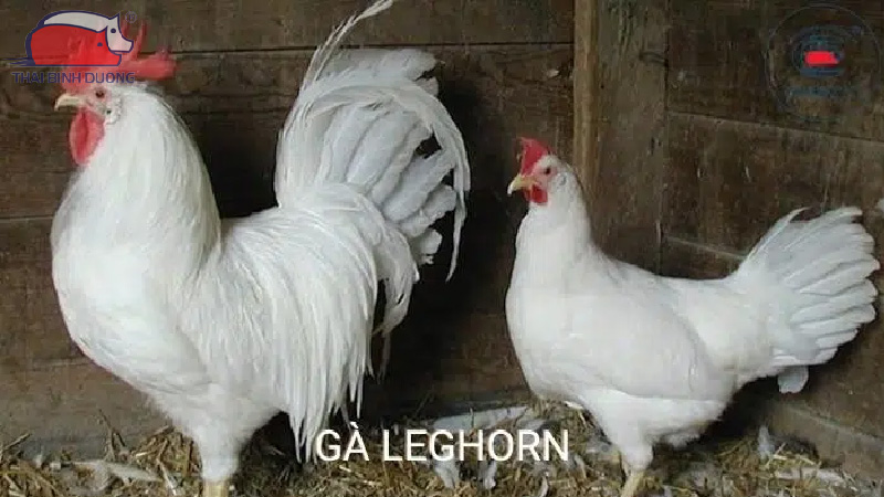 Chọn giống gà đẻ trứng