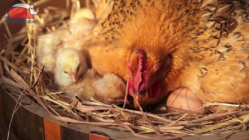 Giai đoạn ấp nở gà