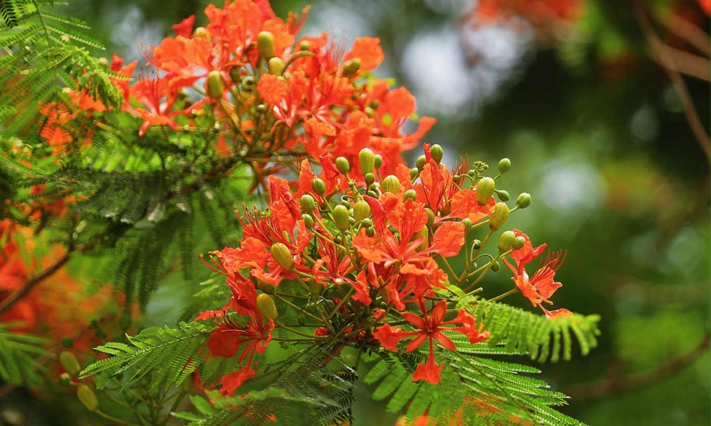 Hoa phượng đỏ gắn liền với ký ức tuổi thơ