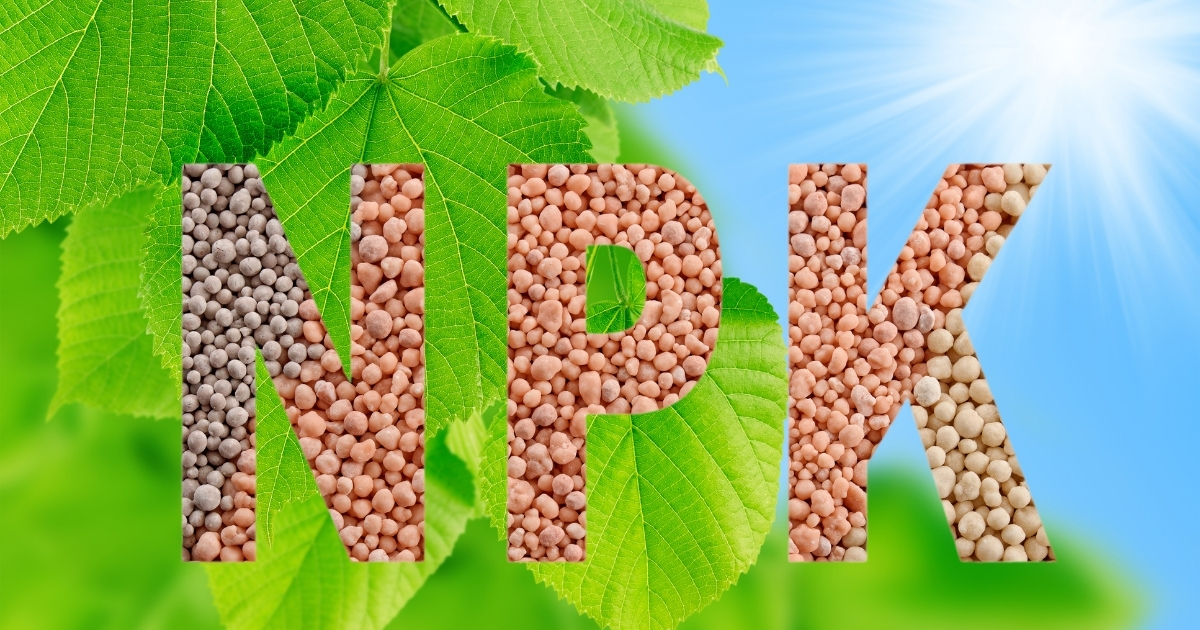 Bón phân NPK cho cây trồng