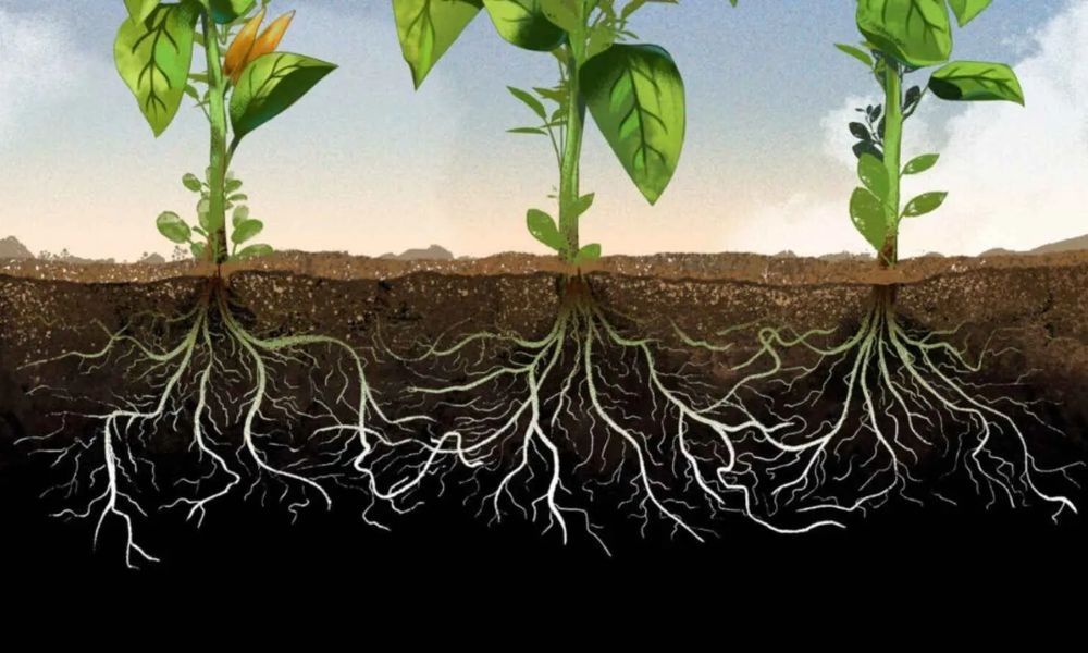 Cây hấp thụ dinh dưỡng qua rễ