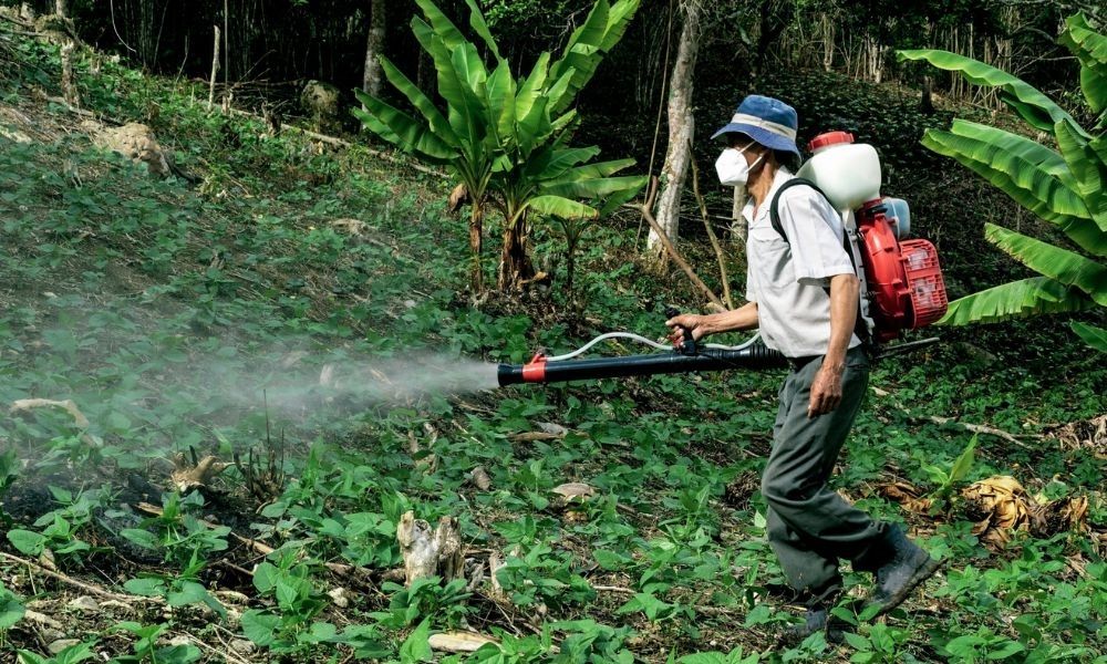 Hấp thụ phân bón qua lá