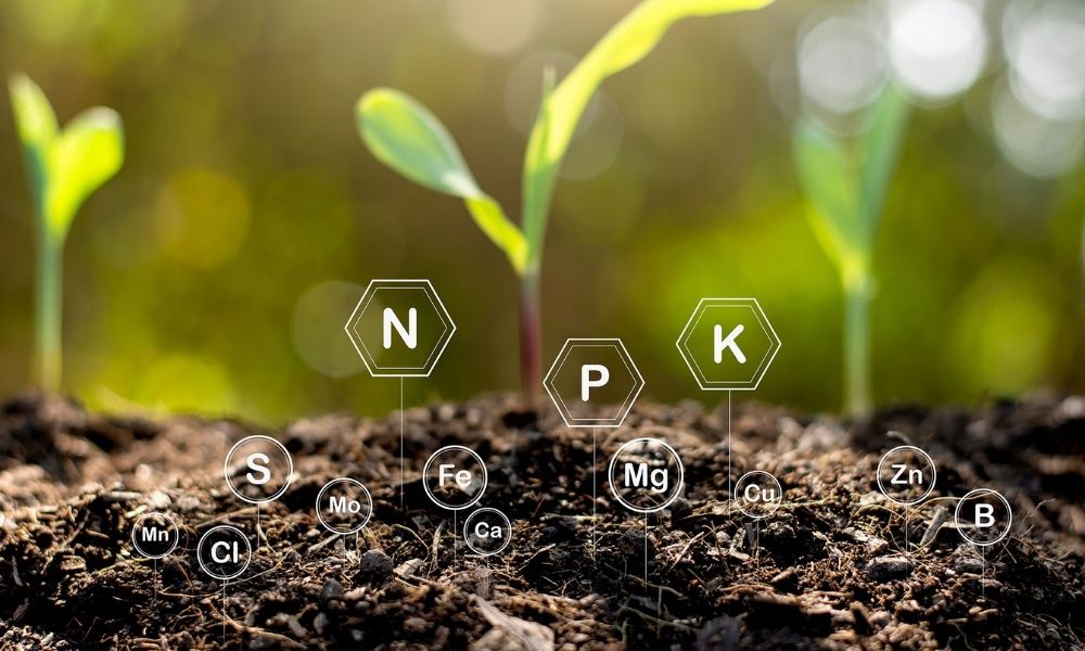 Các chất dinh dưỡng trong phân bón