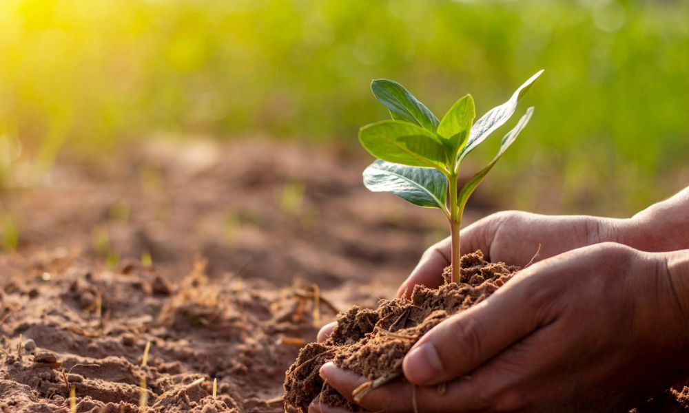 Lợi ích của phân bón