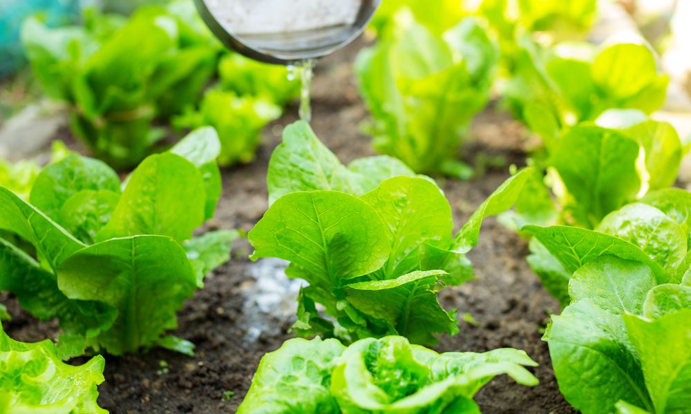 Câu hỏi thường gặp về phân NPK