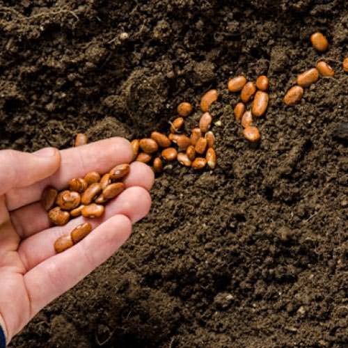 Quy trình tự sản xuất hạt giống trong canh tác hữu cơ