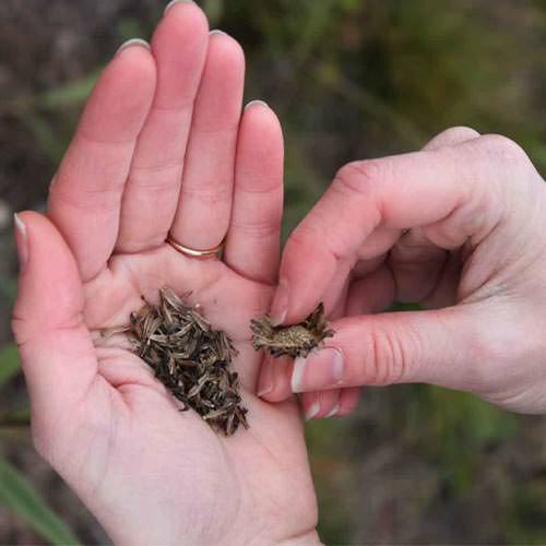 Xử lý hạt giống hữu cơ