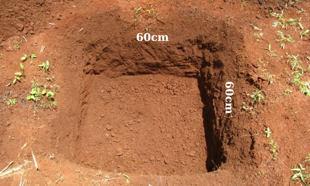 Hố trồng sầu riêng