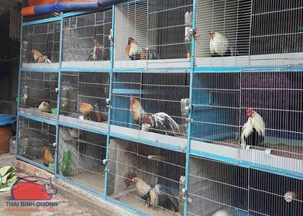 Chuồng gà gia đình