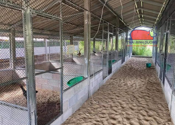 Trang trại nuôi gà quy mô lớn