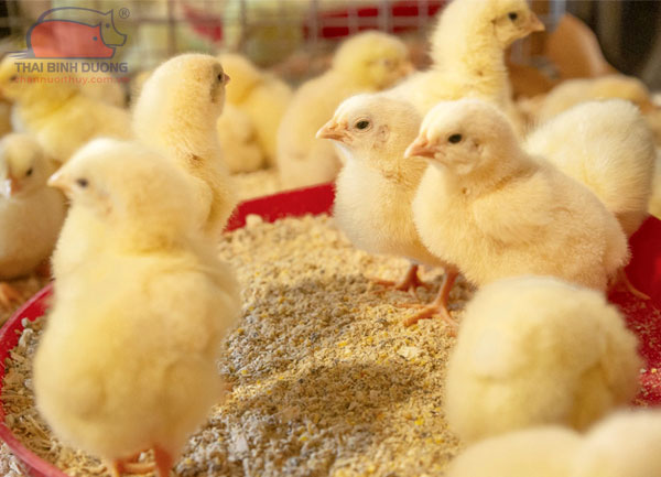 Thức ăn cho gà con