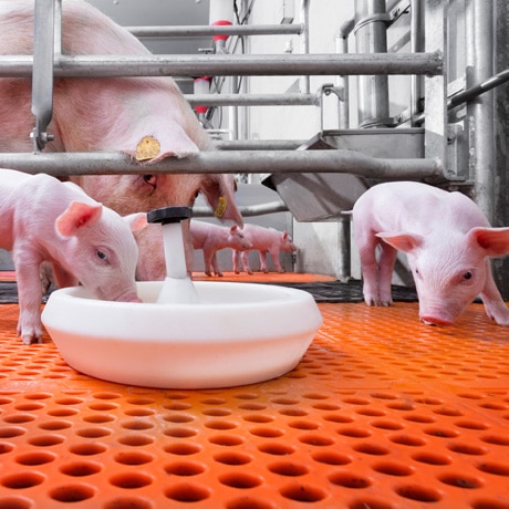 Giá heo con giống