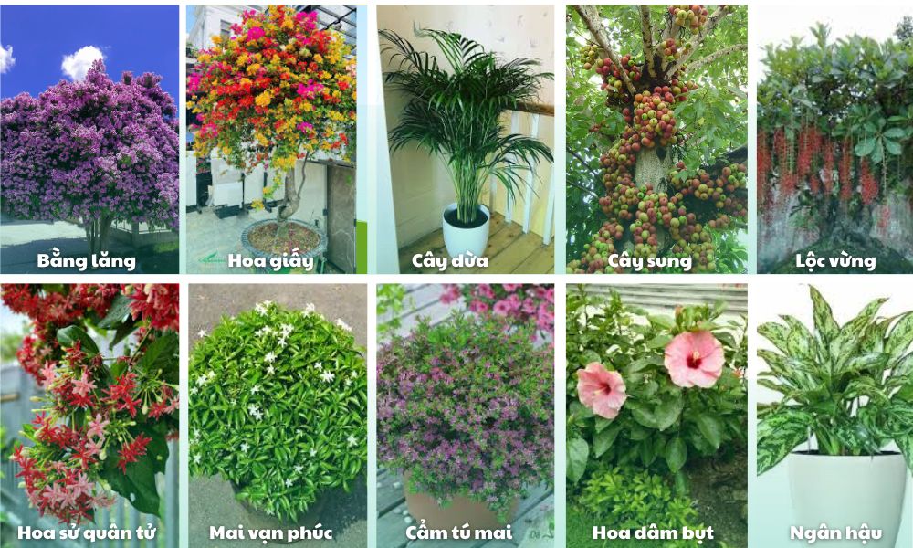 Gợi ý cây trồng sân vườn