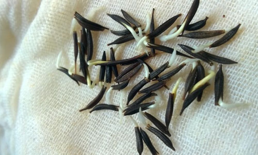 Ươm hạt hoa sao nhái