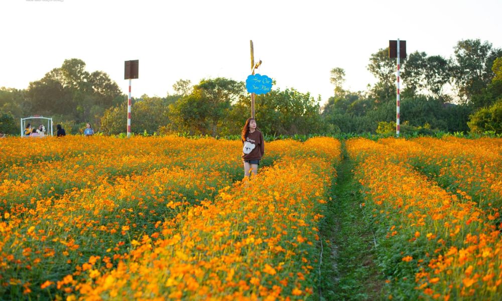 Luống trồng hoa sao nhái